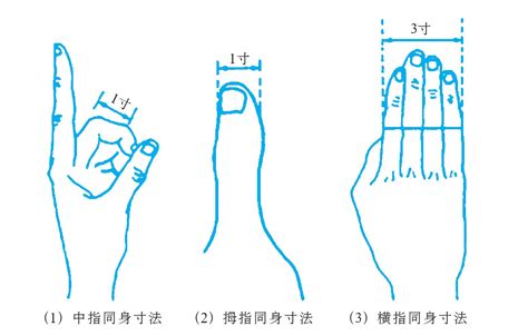 一寸 指|手指同身寸法（取穴比量方法示范图）